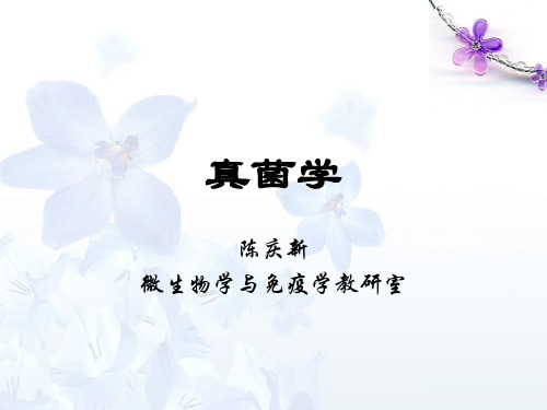 真菌介绍课件