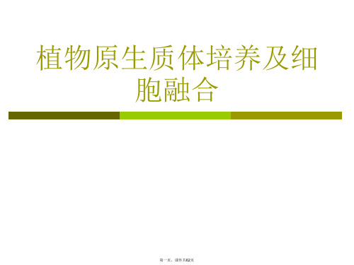 植物原生质体培养及细胞融合