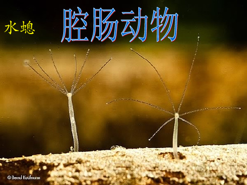 人教版生物 八年级上 生物期末总复习课件