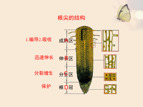 《芽的类型和发育》课件