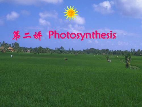 高级植物生理学
