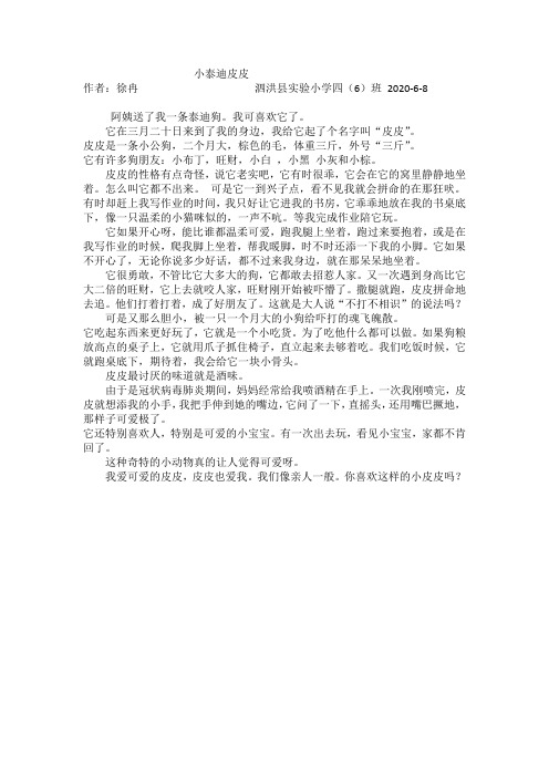 小泰迪皮皮