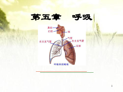 呼吸 PPT课件