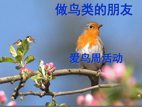 鸟-人类的朋友推荐(课堂PPT)