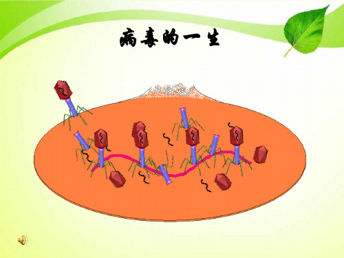 第五单元第五章病毒课件.ppt