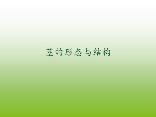 第四章茎的形态结构解析
