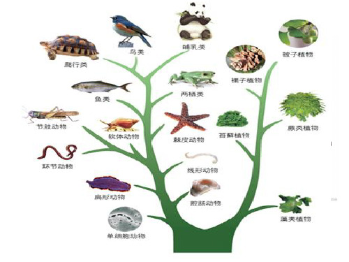 苏教版生物八上16.3 生物进化的学说 讲课配套课件(共19张PPT)