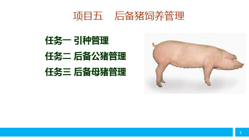 后备母猪管理课件(共53张PPT)《猪生产》同步教学(中国农业出版社)