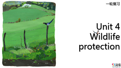 课件3：Unit 4 Wildlife protection