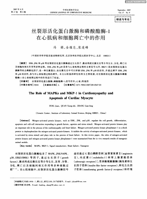 丝裂原活化蛋白激酶和磷酸酯酶-1在心肌病和细胞凋亡中的作用