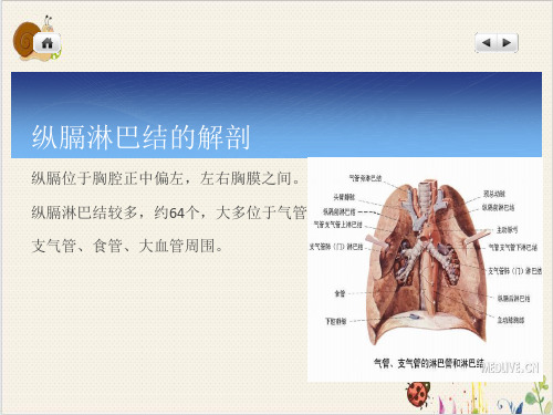 纵膈淋巴结节PPT.