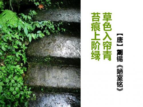 第二节苔藓和蕨类植物ppt课件