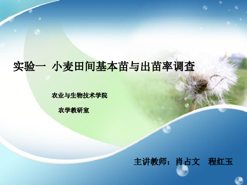 实验一 小麦田间基本苗与出苗率调查