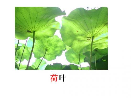 《荷叶圆圆》ppt