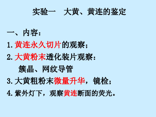 实验大黄黄连鉴定01