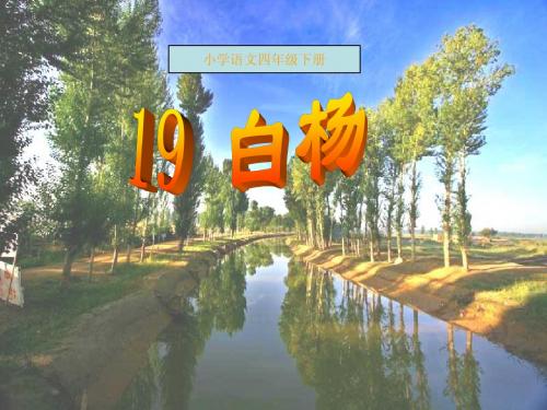 鲁教版小学语文四年级下册 白杨 PPT课件