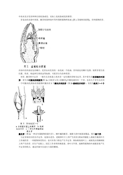 果树花芽分化
