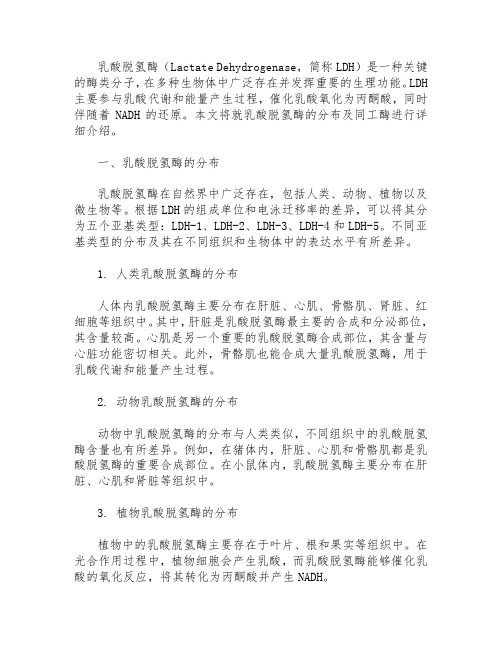 乳酸脱氢酶分布及同工酶