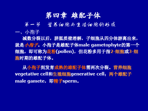 第四章 雄配子体