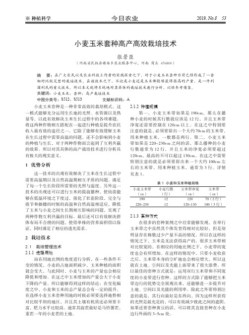 小麦玉米套种高产高效栽培技术