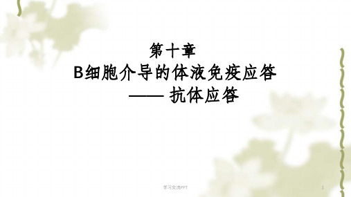 B细胞介导的体液免疫应答课件