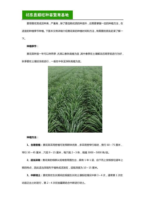 黄花菜种苗种植季节和方法