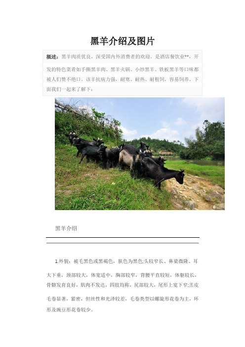 黑羊介绍及图片