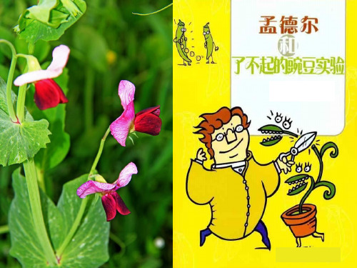 河北省定州中学2018届高三生物一轮复习课件-基因的分离定律+共33张