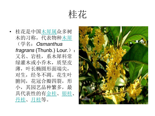桂花