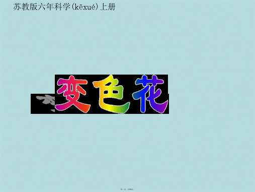 六年级上册科学课件33 变色花｜苏教版共23张