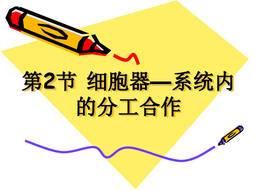 内质网、高尔基体等3