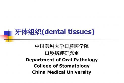 牙体组织(DENTAL TISSUES)ppt课件