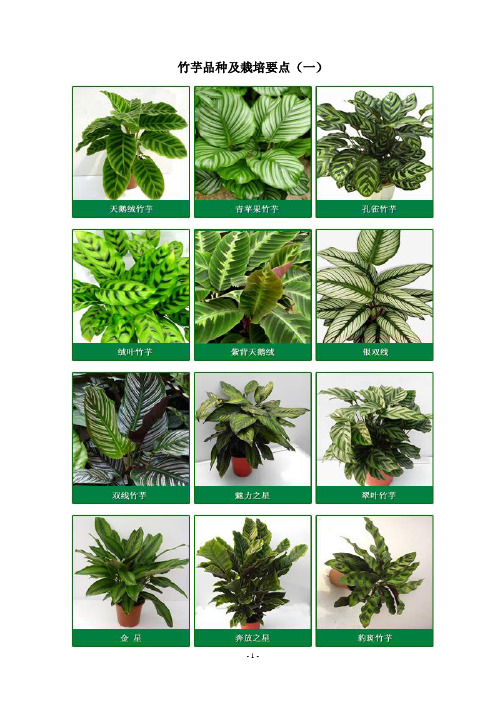 竹芋品种及栽培要点(一)