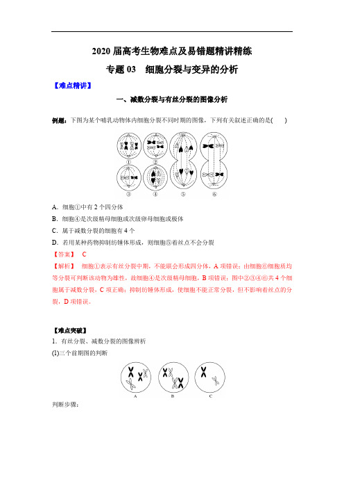 高中生物高考专题03 细胞分裂与变异的分析(解析版)