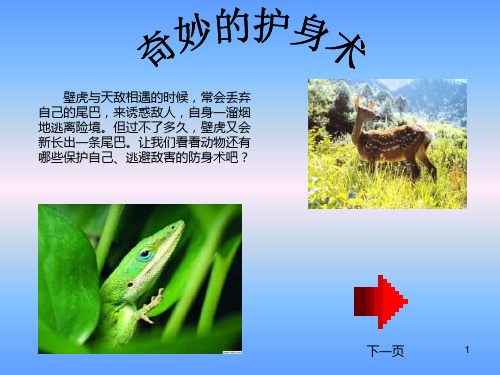 小学科学奇妙的护身术6PPT课件