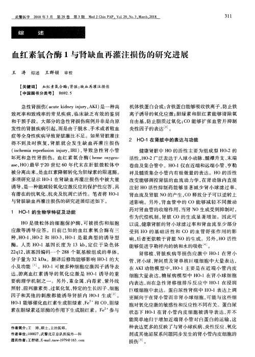 血红素氧合酶1与肾缺血再灌注损伤的研究进展