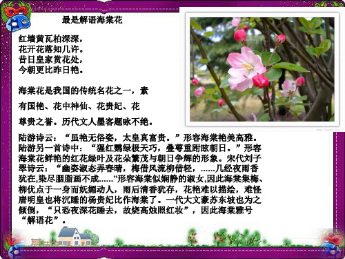 第3课 西花厅的海棠花又开了(3)  省优获奖课件ppt
