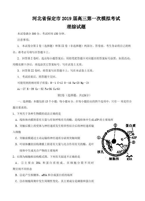 河北省保定市2019届高三第一次模拟考试理综试题