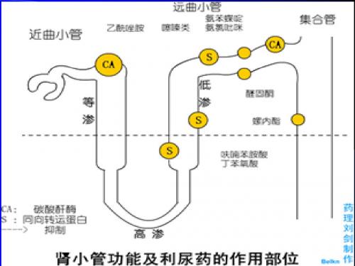 第25章利尿药与脱水药2
