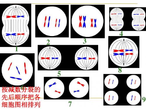 人教版教学课件基因和染色体的关系：减数分裂和受精作用