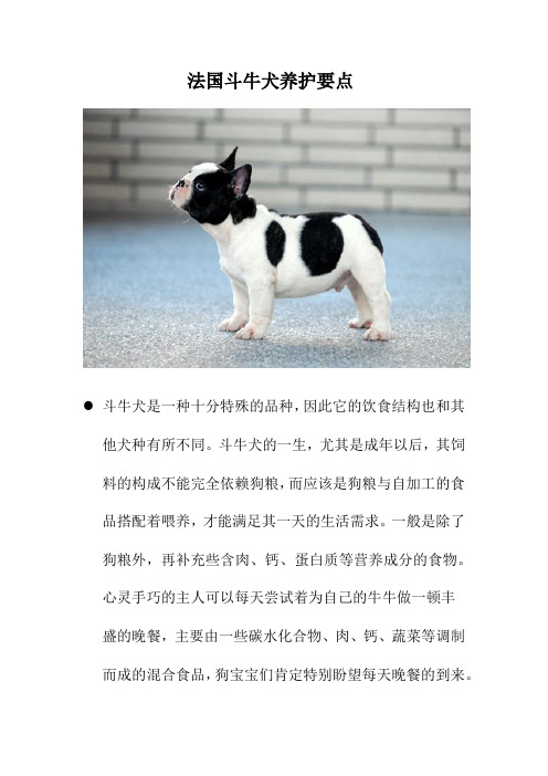 法国斗牛犬养护要点