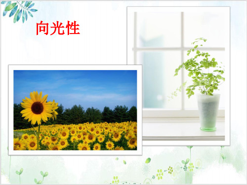 浙科版高中生物必修三植物激素调节PPT课件