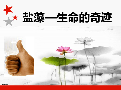 盐藻—生命的奇迹PPT课件