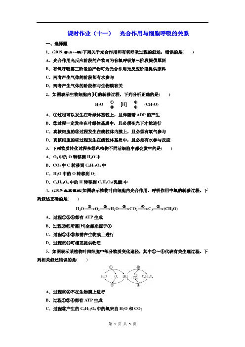 光合作用与细胞呼吸的关系 Word版含解析