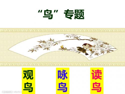 初中语文2018年苏教版八年级下册PPT课件 专题 鸟