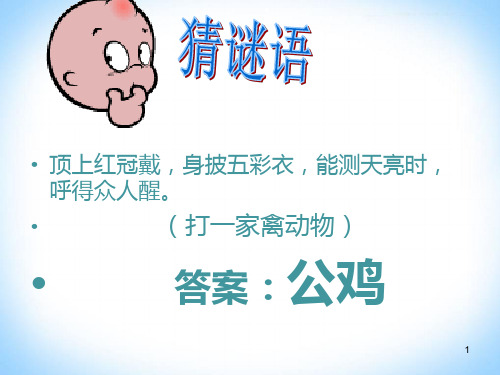 【推荐】三年级上册科学课件-19鸡 ｜鄂教版        (共21张PPT)