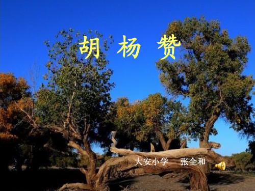 《胡杨赞》课件