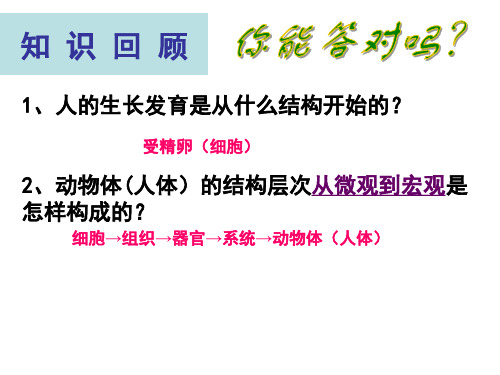 植物体的结构层次