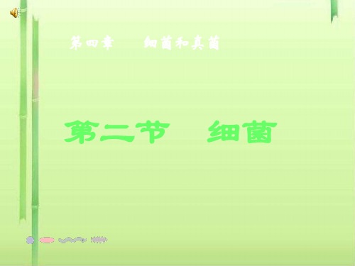 细菌PPT课件48 人教版