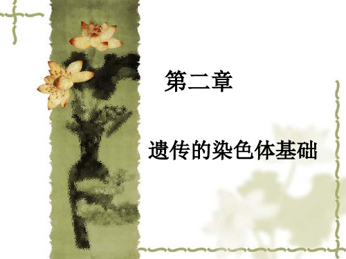 遗传的染色体基础